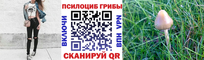 магазин    Юрюзань  кракен ONION  Галлюциногенные грибы Cubensis 